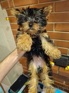 Дополнительные фото: Чистокровные щенки Йоркширского Терьера.