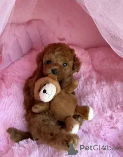 Фото №1. беспородная - купить в Берлине за договорная. Объявление №160058