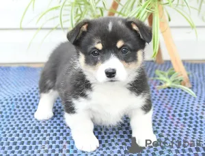 Фото №2 к объявлению №158217 о продаже вельш-корги - купить в Ирландии 