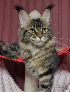 Фото №2 к объявлению №155328 о продаже мейн-кун - купить в Финляндии частное объявление