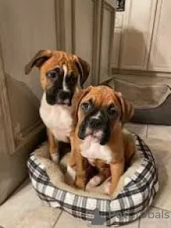 Фото №1. немецкий боксёр - купить в Брюсселе за 92767₽. Объявление №167735