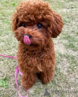 Фото №1. пудель (той) - купить в Гамбург за 69575₽. Объявление №160469