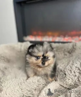 Фото №4. Продажа померанского шпица в Северный Сидней заводчик - цена 32468₽