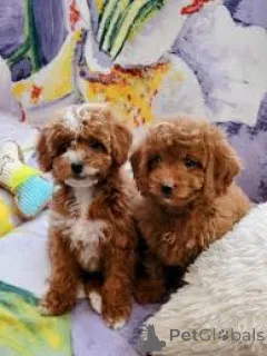 Фото №3. Chiots Cavapoo в продаже.  Бельгия