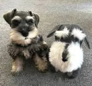 Фото №2 к объявлению №166114 о продаже цвергшнауцера - купить в Великобритании частное объявление, заводчик