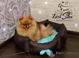 Дополнительные фото: Amazing pomeranian ! Fast delivery! guarantee small size.