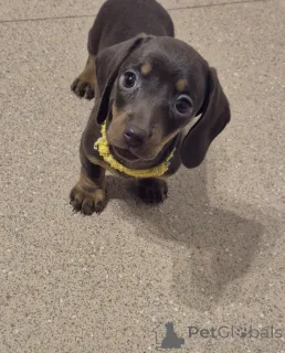 Фото №1. беспородная - купить в Vienna за 22264₽. Объявление №137196