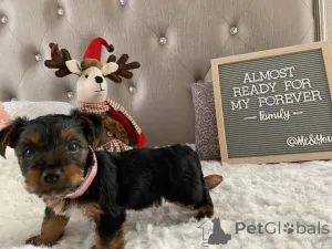 Фото №1. йоркширский терьер - купить в Берлине за 51022₽. Объявление №167656