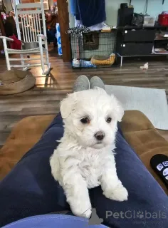 Фото №3. Продаются милые очаровательные щенки мальтийской болонки. Свяжитесь с WhatsApp.  Финляндия