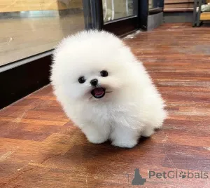 Дополнительные фото: Weiße Pomeranian-Welpen jetzt verfügbar