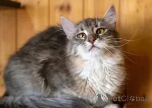 Фото №2 к объявлению №150996 о продаже  - купить в России частное объявление