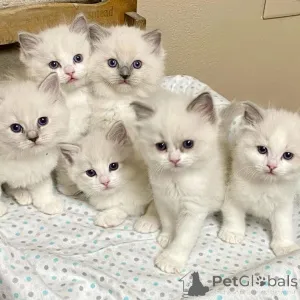 Фото №2 к объявлению №161654 о продаже рэгдолл - купить в Австралии заводчик