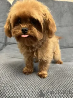 Фото №4. Продажа мальтипу в Киеве частное объявление, из питомника, заводчик - цена 139151₽