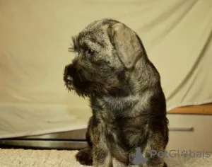 Дополнительные фото: Щенки шнауцера среднего размера, сука