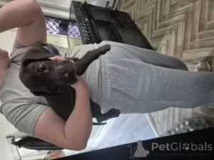 Фото №2 к объявлению №159875 о продаже немецкого дога - купить в Литве частное объявление