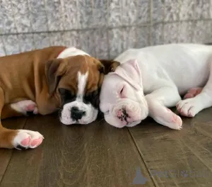 Фото №3. Boxerwelpen Zur Усыновление Verfügbar.  Германия