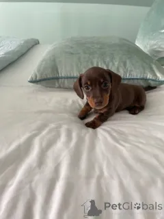 Фото №4. Продажа таксу в Манила частное объявление - цена договорная