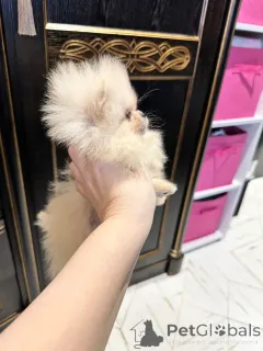 Дополнительные фото: Pomeranski Mini Shpic Pomeranian Spitz Померанские Мини шпицы