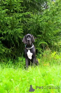 Фото №1. немецкий дог - купить в Москова за договорная. Объявление №151560