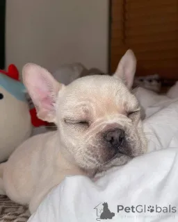 Фото №2 к объявлению №161254 о продаже  - купить в США 