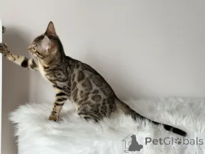 Дополнительные фото: Шикарные Бенгальские котята