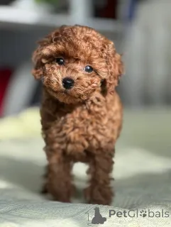 Фото №2 к объявлению №164039 о продаже пуделя (той) - купить в Финляндии частное объявление, из приюта