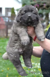 Дополнительные фото: Щенки кавказской немецкой овчарки