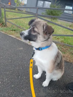 Дополнительные фото: Маленькая ласковая собачка, 5 месяцев