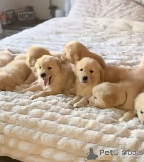 Фото №1. золотистый ретривер - купить в Гендт за 64937₽. Объявление №163112