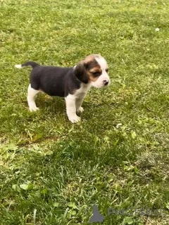 Дополнительные фото: Beagle Puppy