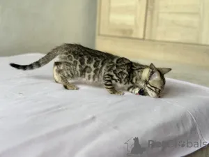 Дополнительные фото: Шикарные Бенгальские котята