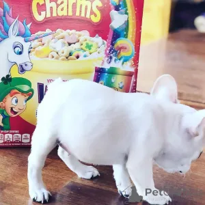 Фото №2 к объявлению №162861 о продаже французского бульдога - купить в Украине 