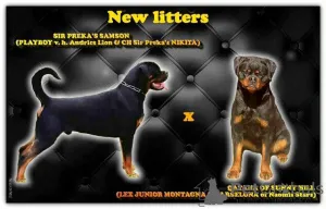 Фото №1. ротвейлер - купить в Kragujevac за договорная. Объявление №148470