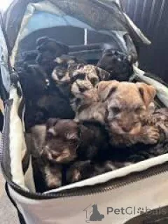 Фото №1. цвергшнауцер - купить в Манчестер за 64937₽. Объявление №165707