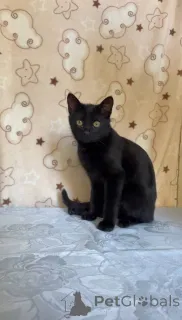 Дополнительные фото: Славный котик Мистик