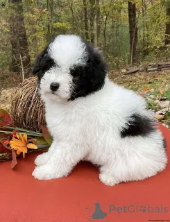Фото №3. KC Reg Mini Poodle 5 Generation Pedigree.  Великобритания