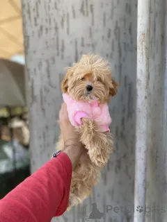 Дополнительные фото: Мальтипу