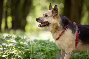 Дополнительные фото: Пеппи ищет дом. И ждёт его всей душой.