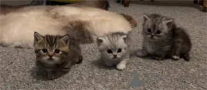 Фото №1. манчкин - купить в Бамберг за 32468₽. Объявление №152933