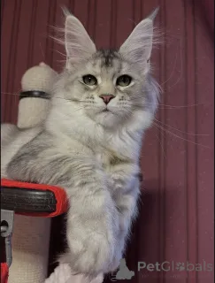 Фото №2 к объявлению №155329 о продаже мейн-кун - купить в Италии частное объявление