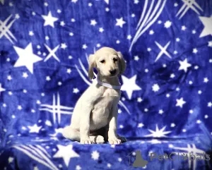 Фото №4. Продажа  в Белграде  - цена договорная