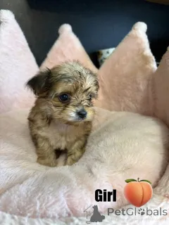 Дополнительные фото: Потрясающий помет Чорки