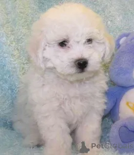 Фото №1. бишон фризе - купить в Базель за 69575₽. Объявление №160473