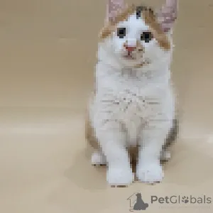 Дополнительные фото: Котята Курильского бобтейла