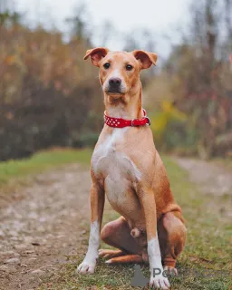 Дополнительные фото: Очаровательный некрупный песик-подросток Вилли ищет семью 