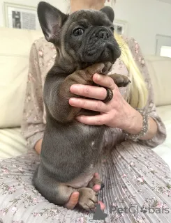 Дополнительные фото: Эксклюзив! Щенки французского бульдога.