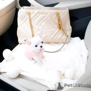 Фото №4. Продажа беспородную в Бергиш Гладбах частное объявление, заводчик - цена 60299₽