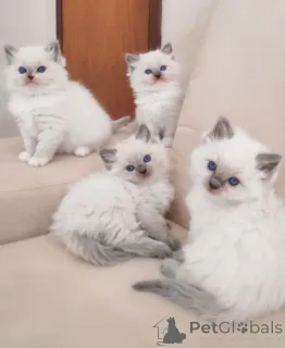 Фото №1. рэгдолл - купить в Берлине за 23192₽. Объявление №155354