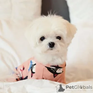 Фото №2 к объявлению №164001 о продаже мальтийскую болонку - купить в Финляндии частное объявление, из приюта