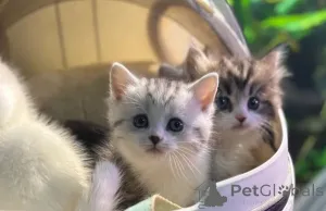 Дополнительные фото: Котята Манчкин